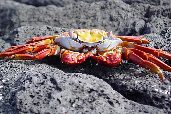 Grand Majestic’s 8-Day Itinerary A Day Seven - Endemic Sally-Lightfoot Crab.