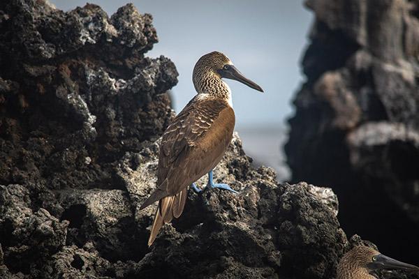 Infinity’s 8-Day Itinerary B Day Four - Blue-Footed Booby.