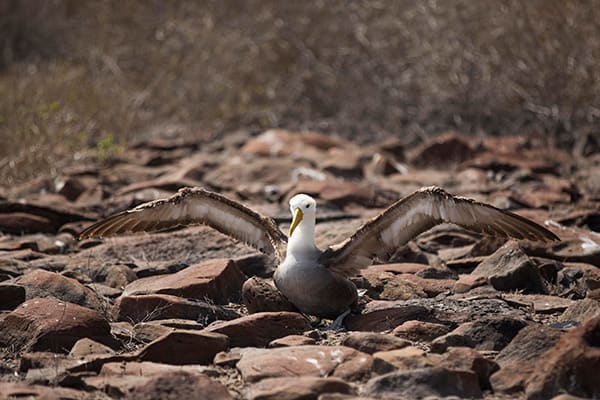 Grand Majestic’s 8-Day Itinerary A Day Three - Albatross in the Galapagos.