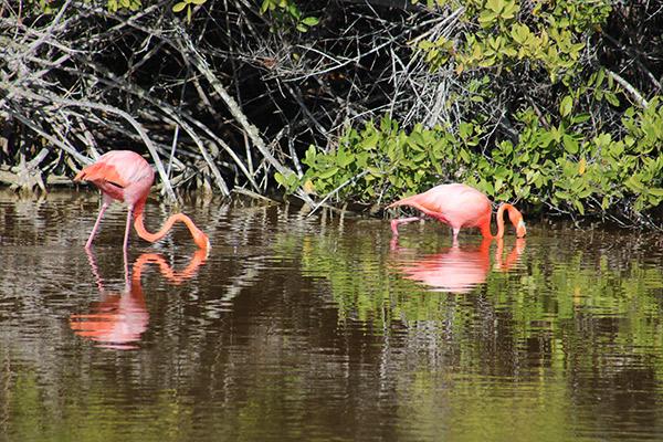 Grand Majestic’s 8-Day Itinerary A Day Two - Galapagos Flamingos in a Lagoon.