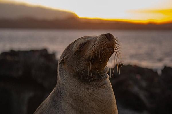 Grand Majestic’s 5-Day Itinerary Day Two - Sea Lion in the Sunset.