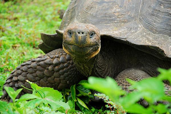 Infinity’s 8-Day Itinerary A Day Four - Giant Tortoise in the Islands.