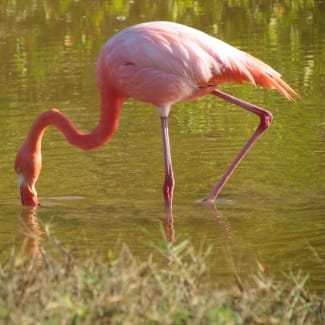 A flamingo walking in the water