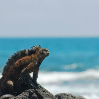 Iguana looking at the sea