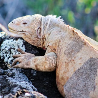 Iguana sitting on a rock