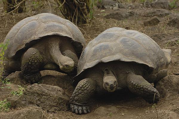 Grand Majestic’s 8-Day Itinerary A Day Four - Puerto Ayora Tortoises.