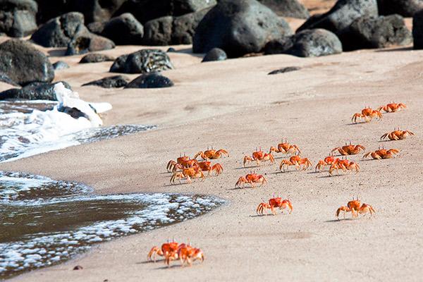 Infinity’s 5-Day Itinerary Day Two - Sally-Lightfoot Crabs along the shore.