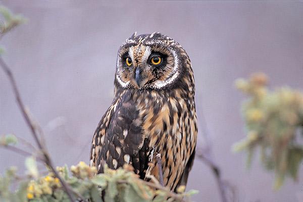 Infinity’s 4-Day Itinerary Day Two - Short-Eared Owl Sighting.