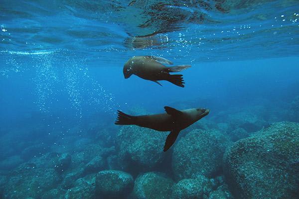 Grand Majestic’s 5-Day Itinerary Day Four - Swimming Galapagos Sea Lions.